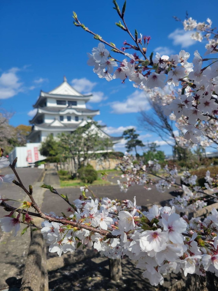 お花見